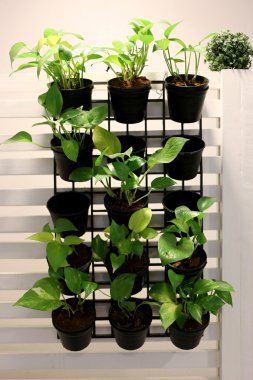 Yeşil ağaçlar dikilmiştir.