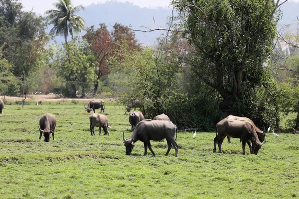 Buffalo thaïlandais — Photo