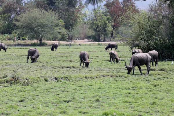 Thai Buffalo — Stock Fotó