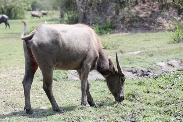 Thai buffalo — Stock Photo, Image