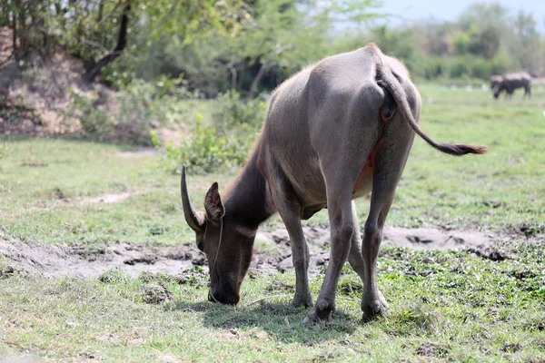 Thai buffalo — Stock Photo, Image