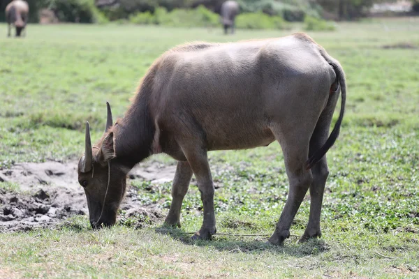 Thailändischer Büffel — Stockfoto