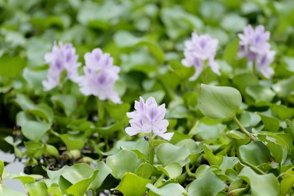 Bloem van water hyacint. — Stockfoto