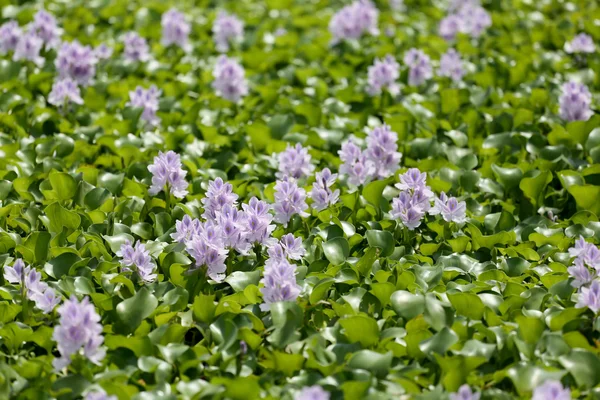 Bloem van water hyacint. — Stockfoto