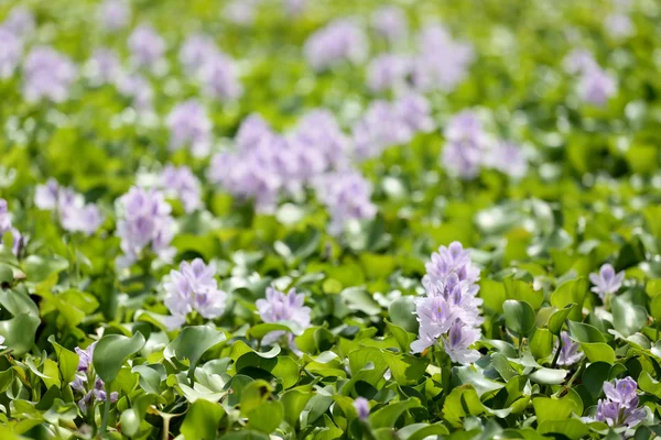 Flor de jacinto de água . — Fotografia de Stock