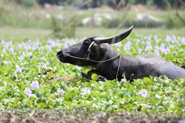 Thailändska vattenbuffel och barnet till det — Stockfoto