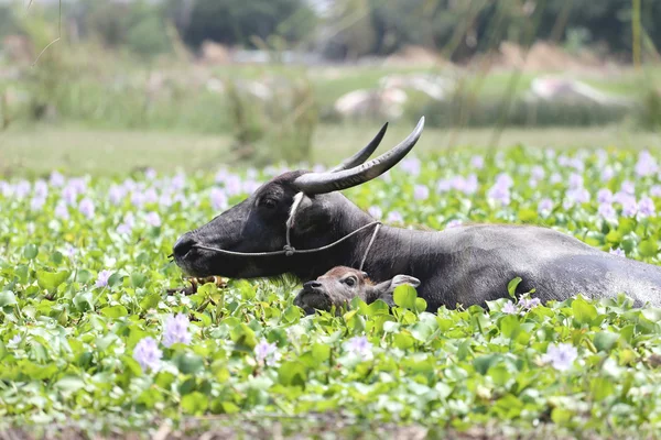 Thailändischer Wasserbüffel und Kind davon — Stockfoto