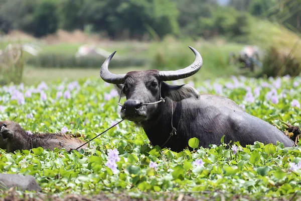 Thailändischer Wasserbüffel und Kind davon — Stockfoto