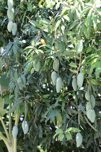 Groene Mango op bomen. — Stockfoto