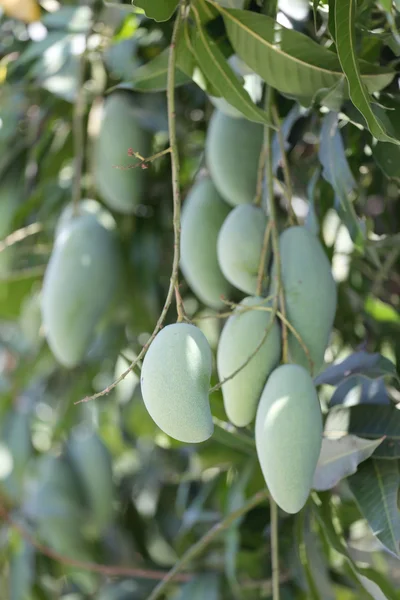 Zelené Mango na stromech. — Stock fotografie