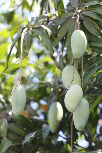 Zelené Mango na stromech. — Stock fotografie