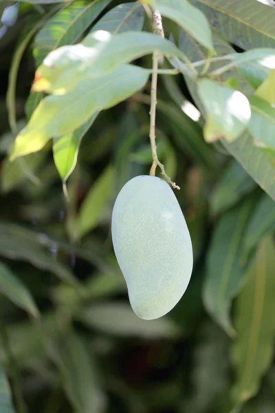 Groene Mango op bomen. — Stockfoto