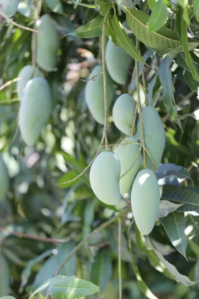 Green Mango on trees. — Stock Photo, Image