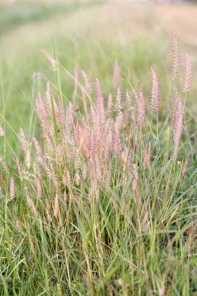 Pázsitfűfélék (Poaceae) fű virág. — Stock Fotó