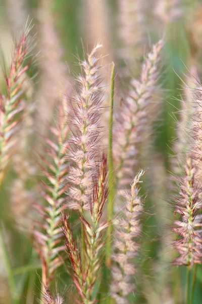 Poaceae fiore d'erba . — Foto Stock