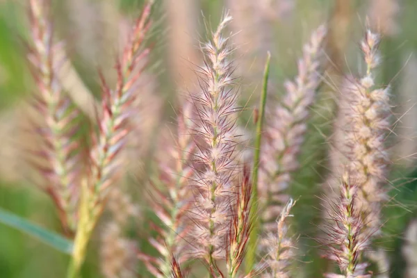 Flor de hierba de Poaceae . —  Fotos de Stock