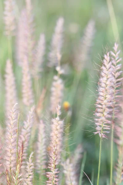Poaceae fiore d'erba . — Foto Stock