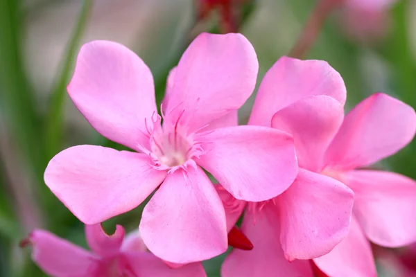 Flores rosadas . — Foto de Stock