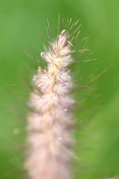 Flor de hierba de Poaceae . —  Fotos de Stock
