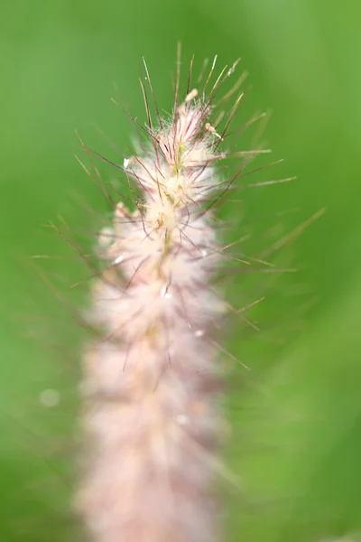 Buğdaygiller çimen çiçek. — Stok fotoğraf