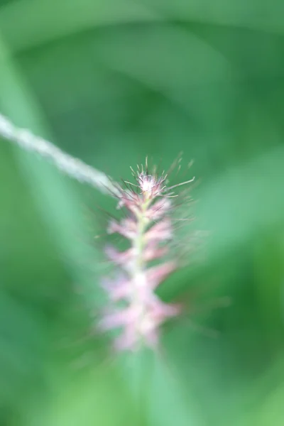 Poaceae herbe fleur . — Photo