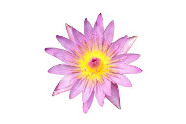 beyaz zemin üzerinde pembe lotus.