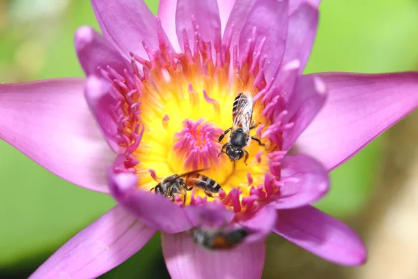 Bee on a lotus. — Stock Photo, Image