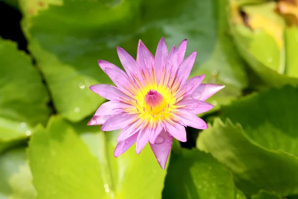 Fiore di loto è fiore . — Foto Stock