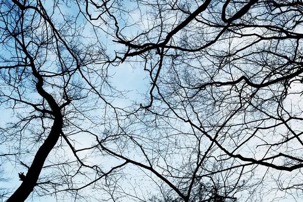 Rami dell'annata dell'albero . — Foto Stock