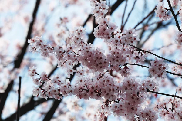 Kawagujiko에서 나무에 핑크 사쿠라 꽃. — 스톡 사진