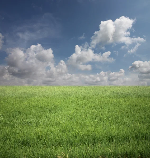 Rice plant are grown. — Stock Photo, Image