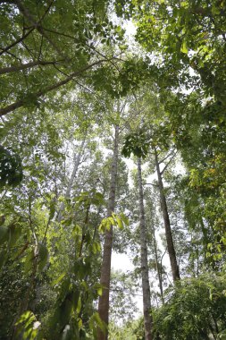 Ormandaki ağaçlar.