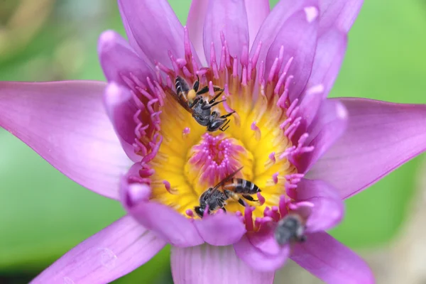 Bee on a lotus. — Stock Photo, Image