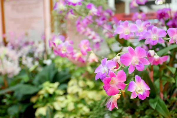 美丽的紫色兰花. — 图库照片