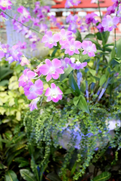 Hermosa orquídea púrpura . —  Fotos de Stock