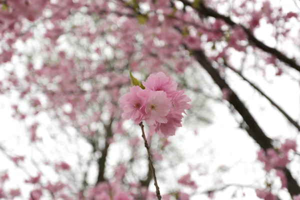 Sakura o flor de cerezo . — Foto de Stock