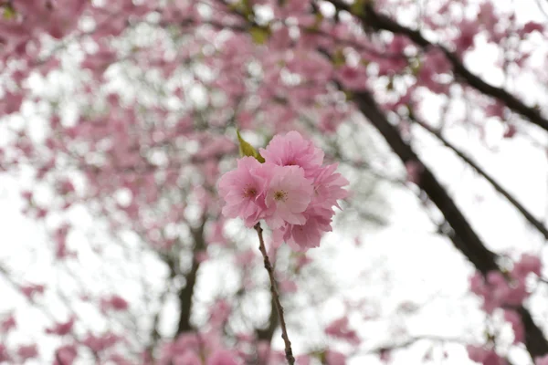 樱花或樱花. — 图库照片