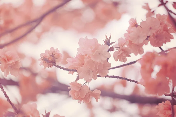 사쿠라 또는 컬러 빈티지 스타일에 벚꽃. — 스톡 사진