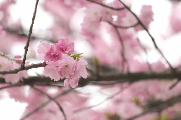 Sakura o cerezo Flor en color Estilo vintage . —  Fotos de Stock