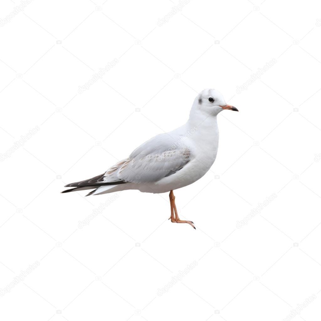 A seagull isolated on white background.