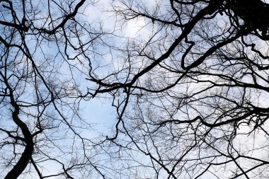 bahçede ağaç şube.