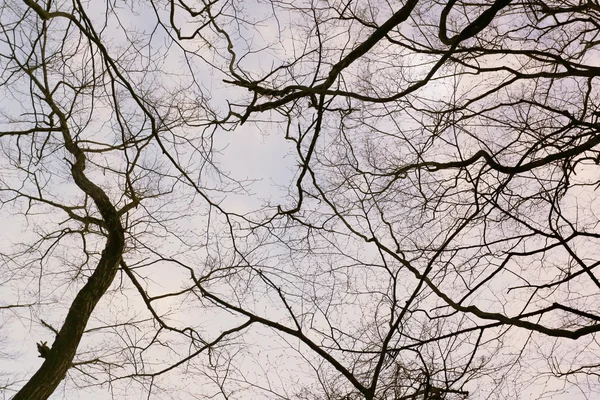 Árvore de ramo no jardim . — Fotografia de Stock