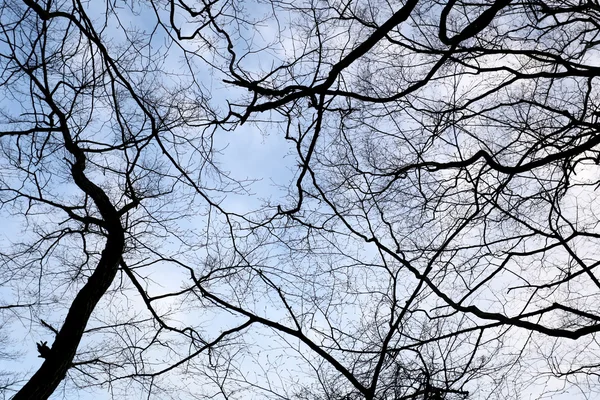 Árvore de ramo no jardim . — Fotografia de Stock