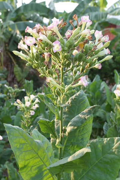 Tobaksblad i plantagen. — Stockfoto