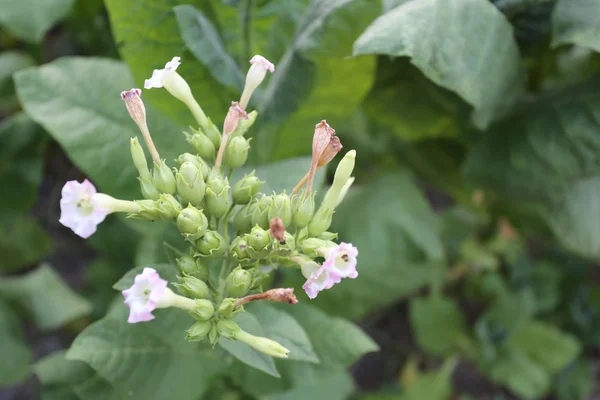 Tobaksblad i plantagen. — Stockfoto