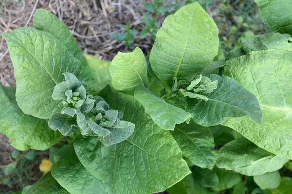 Tobacco leaf in the plantation. — Stock Photo, Image