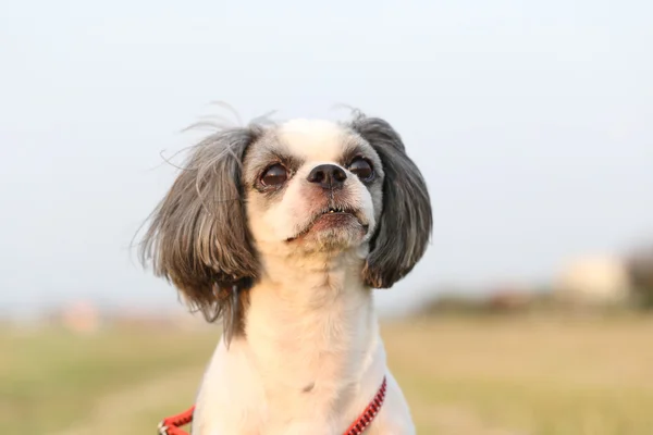 Shih Tzu cane . — Foto Stock