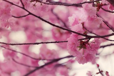 Sakura veya renkli Vintage tarzı kiraz çiçeği.
