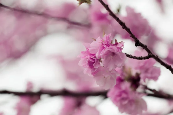 Sakura o cerezo Flor en color Estilo vintage . —  Fotos de Stock