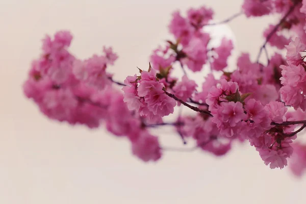 Sakura nebo třešňový květ v barvě Vintage styl. — Stock fotografie